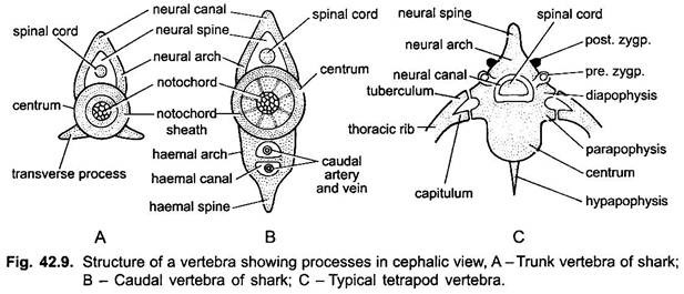 Strcture of a Vertebra