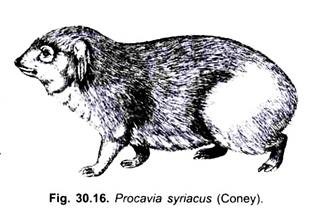 Procavia Syriacus