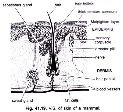 V.S. of Skin of a Mammal