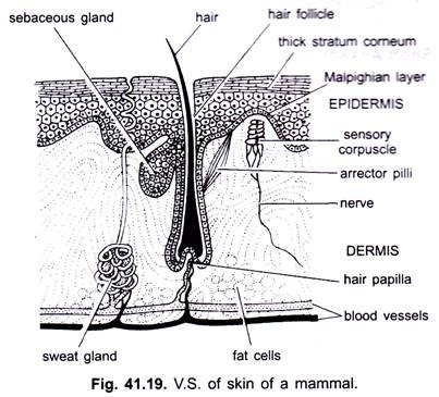 V.S. of Skin of a Mammal