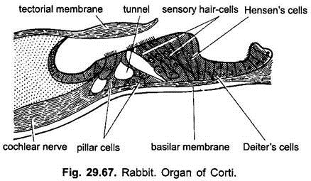 Organ of Corti