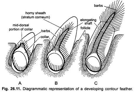 Diagrammatic  Representation of a Developing Contour Feather