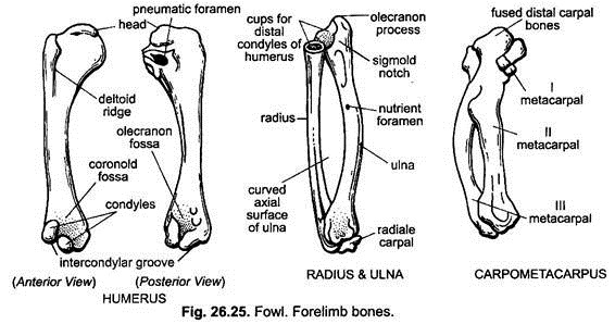 Forelimb Bones