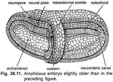 Amphioxus Embryo Slightly Older than in the Preceding Figure