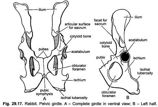 Pelvic Girdle