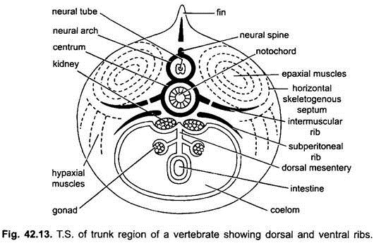T.S. of Trunk Region of a Vertebrate