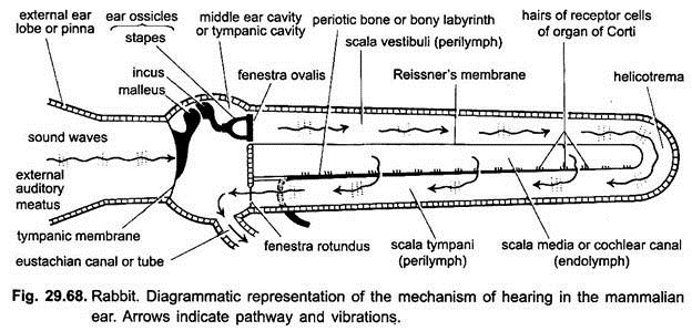 Diagrammatic Representation of the Mechanism of Hearing