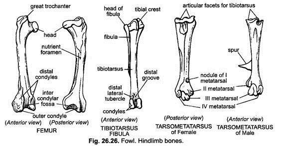 Hindlimb Bones