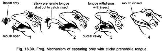 Frog: Mechanism of Capturing Prey with Sticky Prehensile Tongue