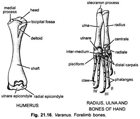 Forelimb Bones