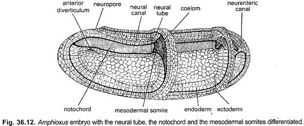 Amphioxus Embryo with the Neural Tube
