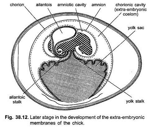 Later Stage in the Development of the Extra-Embryonic Membranes of the Chick