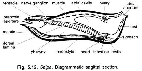 Diagrammatic Sagittal Section