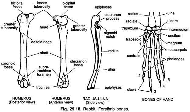 Forelimb Bones