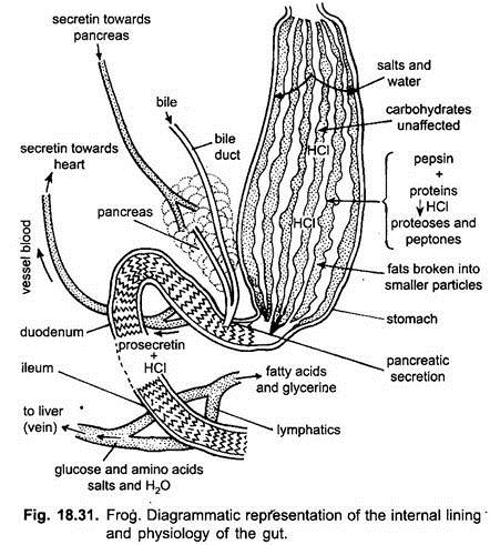 Frog: Internal Lining and Physiology of the Gut