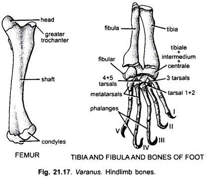 Hindlimb Bones