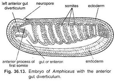 Embryo of Amphioxus with the Anterior Gut Diverticulum
