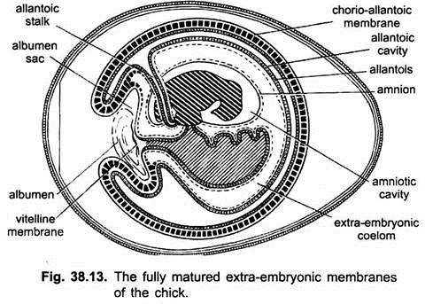 Fully Matured Extra-Embryonic Membranes of the Chick