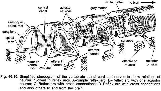 Simplified Stereogram of the Vertebrate Spinal Cord and Nerves