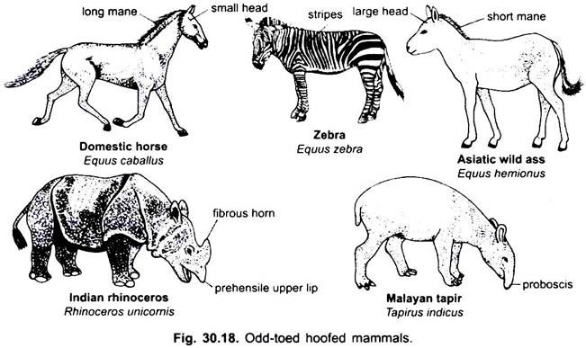 Odd-Toed Hoofed Mammals