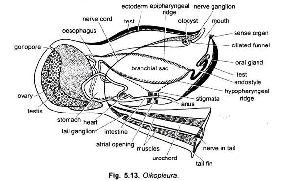 Oikopleura