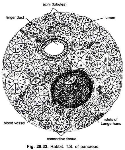 T.S. of Pancreas