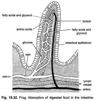 Frog: Absorption of Digested Food in the Intestine