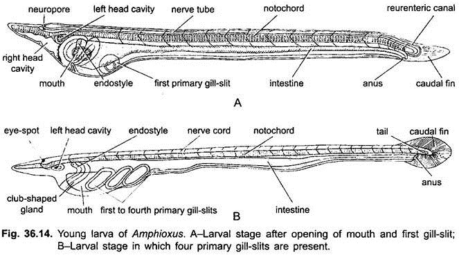 Young Larva of Amphioxus
