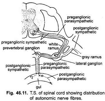 T.S. of Spinal Cord Showing Distribution of Autonomic Nerve Fibres