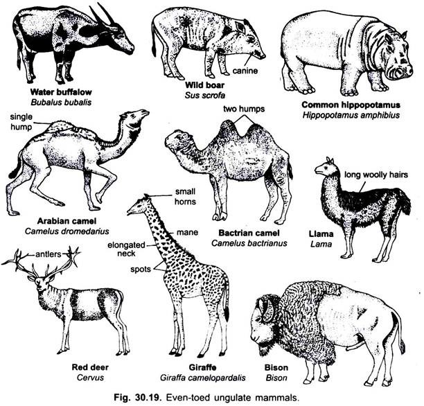 Even-Toed Ungulate Mammals