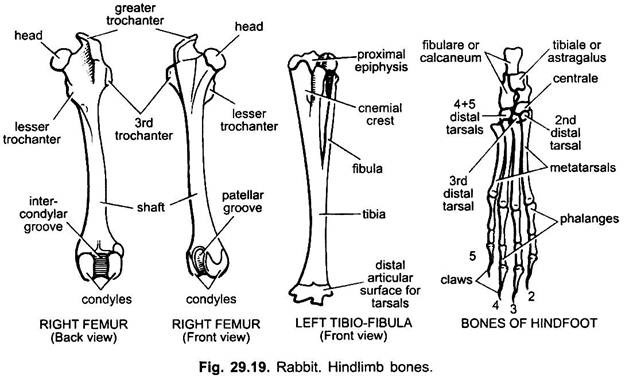 Hindlimb Bones