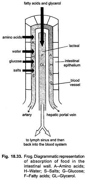 Frog: Absorption of Food in the Intestinal Wall