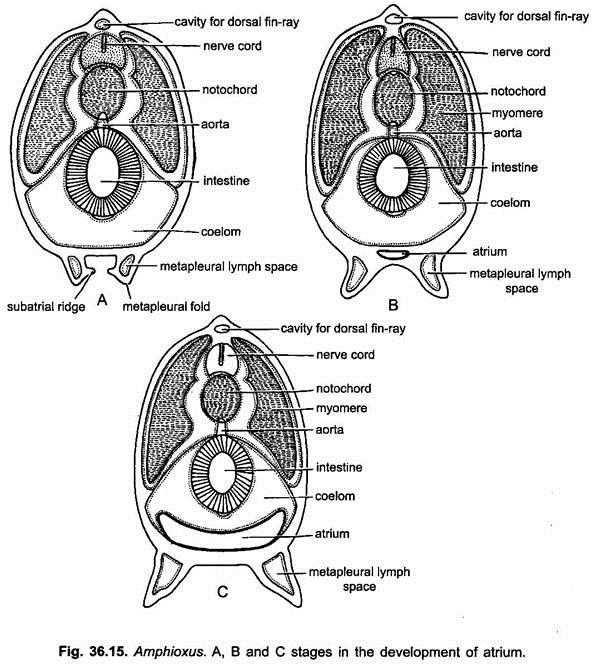 Stages in the Development of Atrium