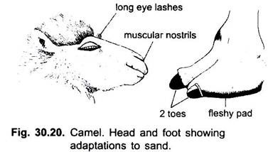 Head and Food Showing Adaptations to Sand