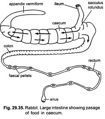 Large Intestine Showing Pasage of Food in Caecum