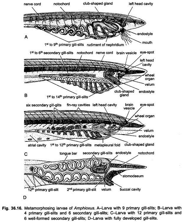 Metamorphosing Larvae of Amphioxus