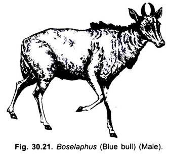 Boselaphus