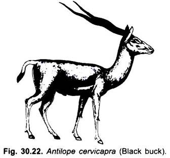 Antilope Cervicapra