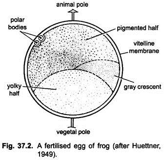 Fertilised Egg of Frog