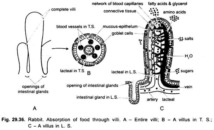 Absorption of Food through Villi