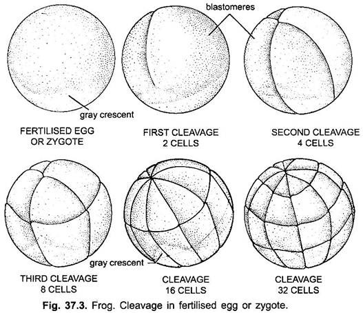 Cleavage in Fertilised Egg or Zyogte