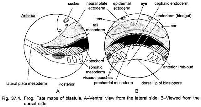 Fate Maps of Blastula