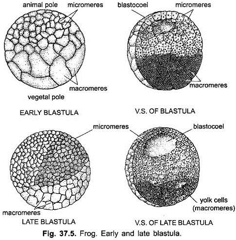 Early and Late Blastula