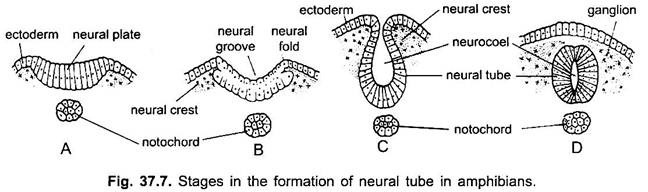 Stages in the Formation of Neural Tube in Amphibians
