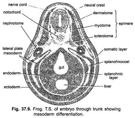 T.S. of Embryo