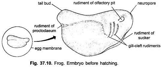Embryo Before Hatching