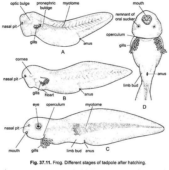 Different Stages of Tadpole After Hatching