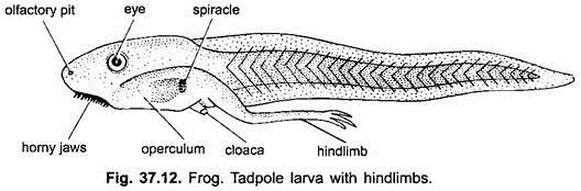 Tadpole Larva with Hindlimbs