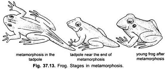 Stages in Metamorphosis