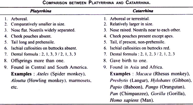 Comparison between Platyrrhina and Catarrhina 